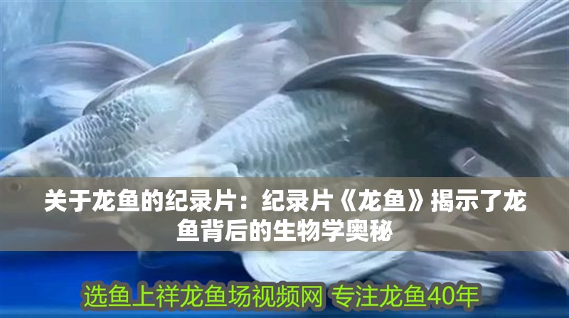 關于龍魚的紀錄片：紀錄片《龍魚》揭示了龍魚背后的生物學奧秘