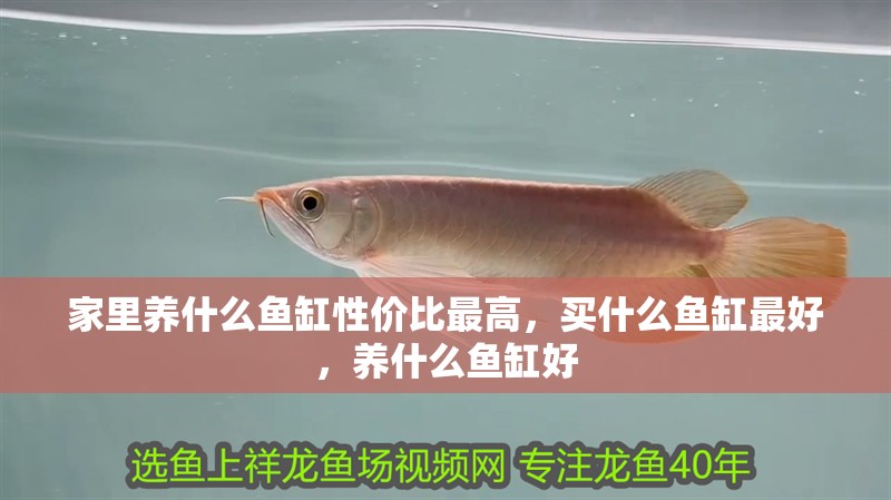 家里養(yǎng)什么魚缸性價比最高，買什么魚缸最好，養(yǎng)什么魚缸好