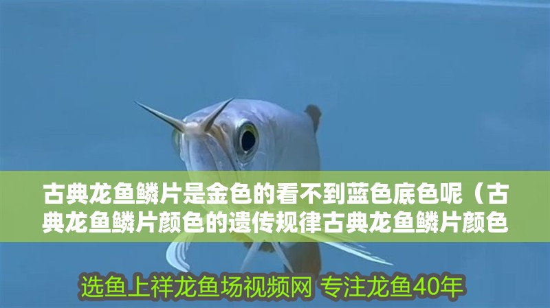古典龍魚鱗片是金色的看不到藍色底色呢（古典龍魚鱗片顏色的遺傳規律古典龍魚鱗片顏色的影響）
