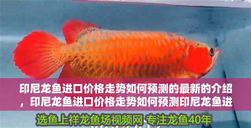 印尼龍魚進口價格走勢如何預測的最新的介紹，印尼龍魚進口價格走勢如何預測印尼龍魚進口價格走勢