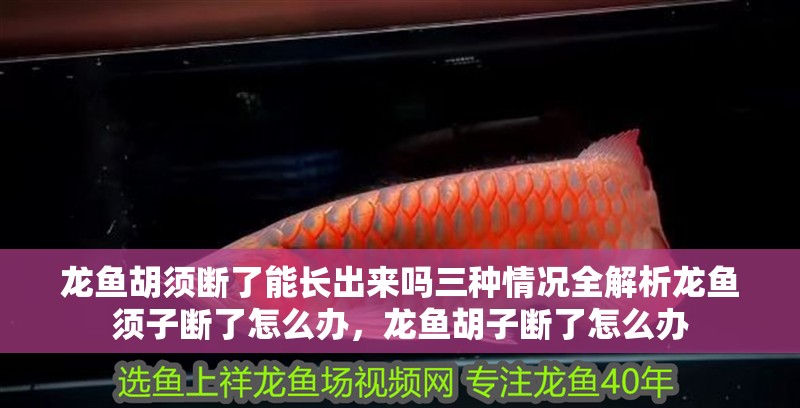 龍魚胡須斷了能長(zhǎng)出來嗎三種情況全解析龍魚須子斷了怎么辦，龍魚胡子斷了怎么辦