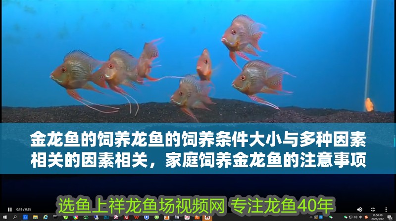金龍魚(yú)的飼養(yǎng)龍魚(yú)的飼養(yǎng)條件大小與多種因素相關(guān)的因素相關(guān)，家庭飼養(yǎng)金龍魚(yú)的注意事項(xiàng)