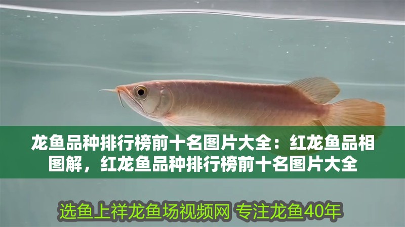 龍魚品種排行榜前十名圖片大全：紅龍魚品相圖解，紅龍魚品種排行榜前十名圖片大全