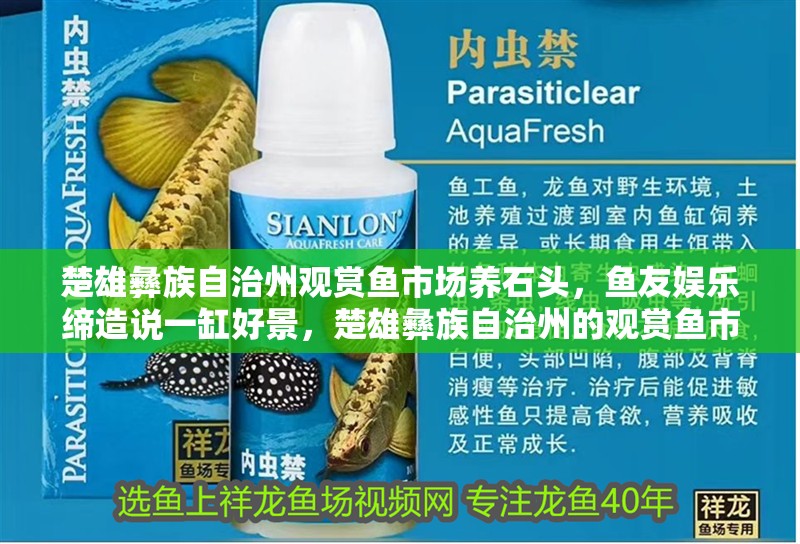 楚雄彝族自治州觀賞魚市場養石頭，魚友娛樂締造說一缸好景，楚雄彝族自治州的觀賞魚市場是一個充滿活力的地方