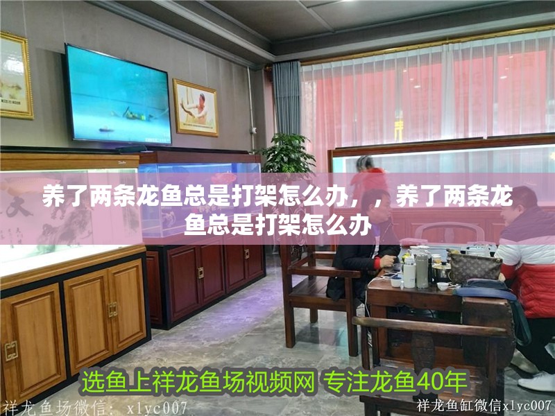 養(yǎng)了兩條龍魚總是打架怎么辦，，養(yǎng)了兩條龍魚總是打架怎么辦