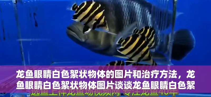 龍魚眼睛白色絮狀物體的圖片和治療方法，龍魚眼睛白色絮狀物體圖片談談龍魚眼睛白色絮狀物體的原因