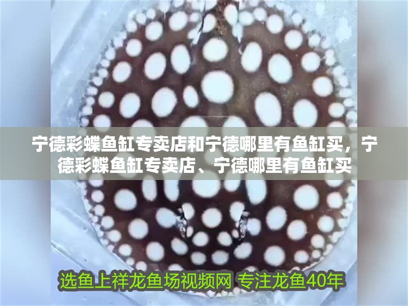 寧德彩蝶魚缸專賣店和寧德哪里有魚缸買，寧德彩蝶魚缸專賣店、寧德哪里有魚缸買