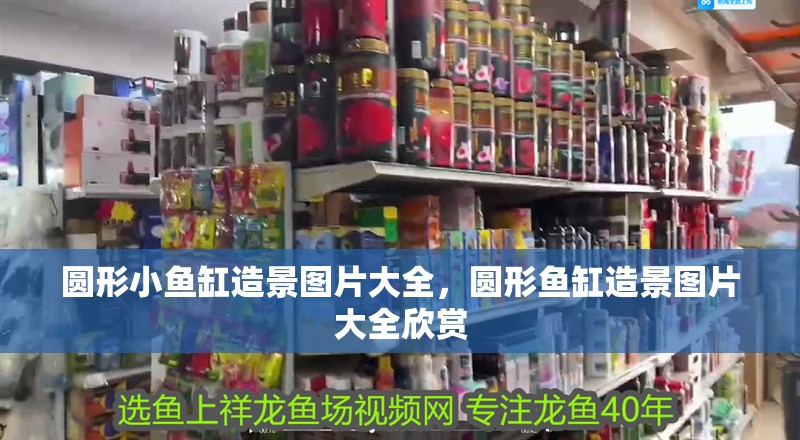 圓形小魚缸造景圖片大全，圓形魚缸造景圖片大全欣賞