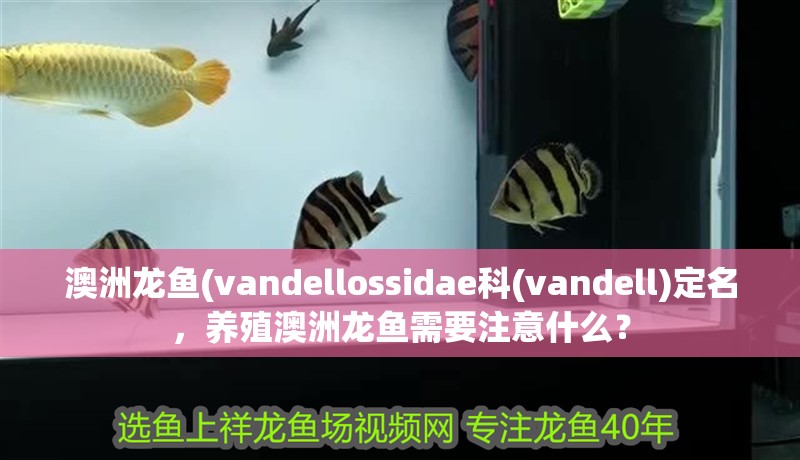 澳洲龍魚(vandellossidae科(vandell)定名，養殖澳洲龍魚需要注意什么？