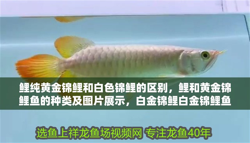 鯉純黃金錦鯉和白色錦鯉的區別，鯉和黃金錦鯉魚的種類及圖片展示，白金錦鯉白金錦鯉魚