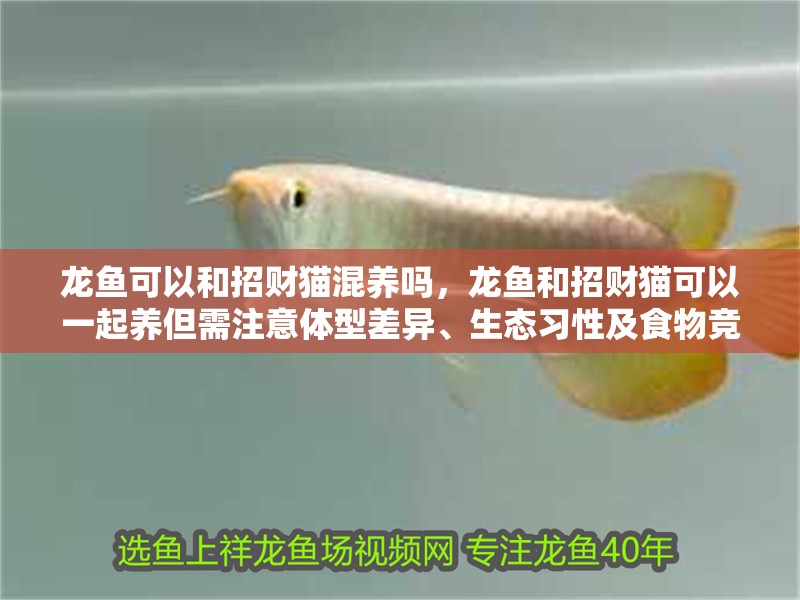 龍魚可以和招財貓混養嗎，龍魚和招財貓可以一起養但需注意體型差異、生態習性及食物競爭