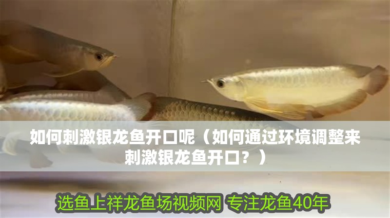 如何刺激銀龍魚開口呢（如何通過環境調整來刺激銀龍魚開口？）