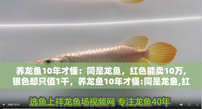 養(yǎng)龍魚10年才懂：同是龍魚，紅色能賣10萬,銀色卻只值1千，養(yǎng)龍魚10年才懂:同是龍魚,紅色能賣10萬,銀色卻只值1千