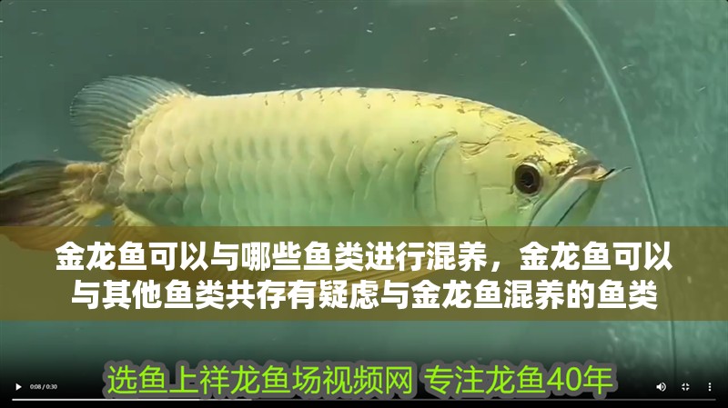 金龍魚可以與哪些魚類進(jìn)行混養(yǎng)，金龍魚可以與其他魚類共存有疑慮與金龍魚混養(yǎng)的魚類