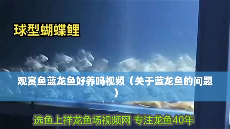 觀賞魚藍龍魚好養嗎視頻（關于藍龍魚的問題）