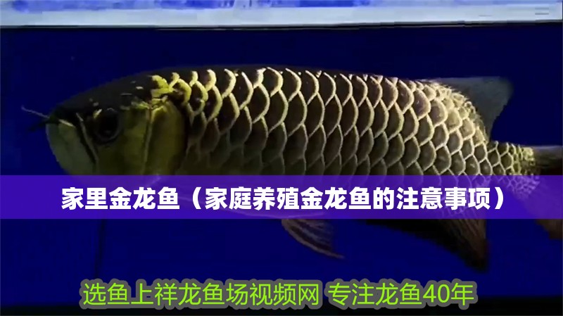 家里金龍魚（家庭養(yǎng)殖金龍魚的注意事項）