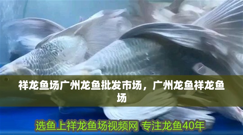祥龍魚場廣州龍魚批發市場，廣州龍魚祥龍魚場