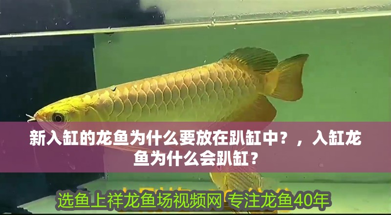 新入缸的龍魚為什么要放在趴缸中？，入缸龍魚為什么會趴缸？