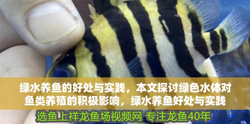 綠水養魚的好處與實踐，本文探討綠色水體對魚類養殖的積極影響，綠水養魚好處與實踐