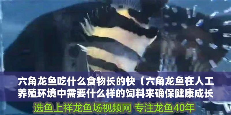 六角龍魚吃什么食物長的快（六角龍魚在人工養殖環境中需要什么樣的飼料來確保健康成長）