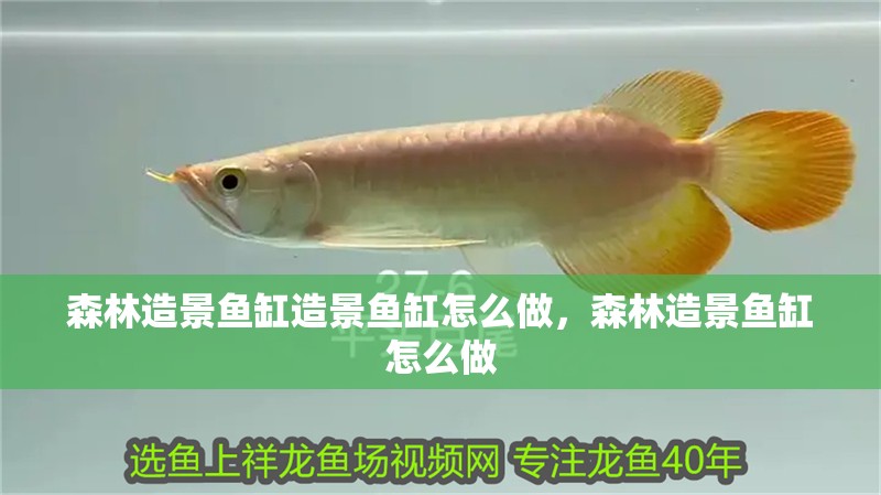 森林造景魚缸造景魚缸怎么做，森林造景魚缸怎么做
