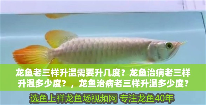 龍魚老三樣升溫需要升幾度？龍魚治病老三樣升溫多少度？，龍魚治病老三樣升溫多少度？