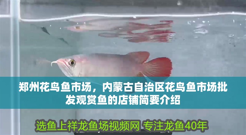 鄭州花鳥魚市場，內蒙古自治區花鳥魚市場批發觀賞魚的店鋪簡要介紹