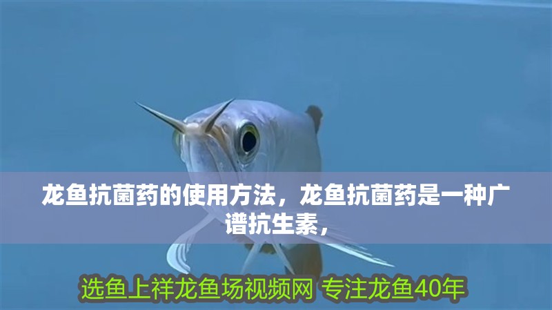 龍魚抗菌藥的使用方法，龍魚抗菌藥是一種廣譜抗生素，