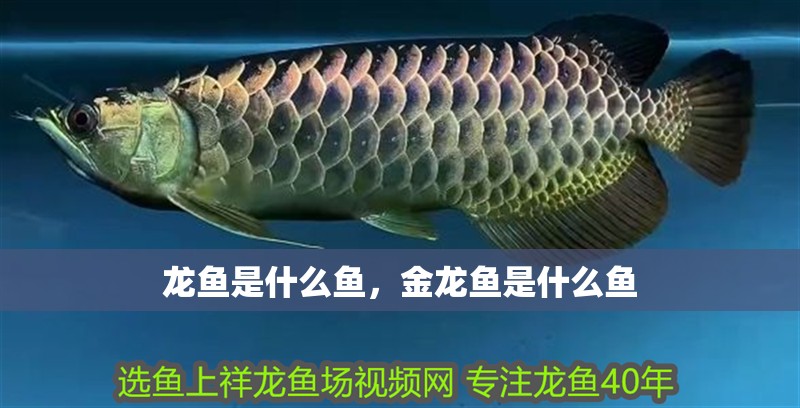 龍魚是什么魚，金龍魚是什么魚