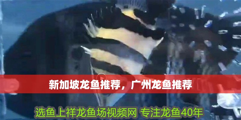新加坡龍魚推薦，廣州龍魚推薦