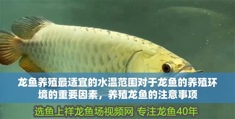 龍魚養殖最適宜的水溫范圍對于龍魚的養殖環境的重要因素，養殖龍魚的注意事項