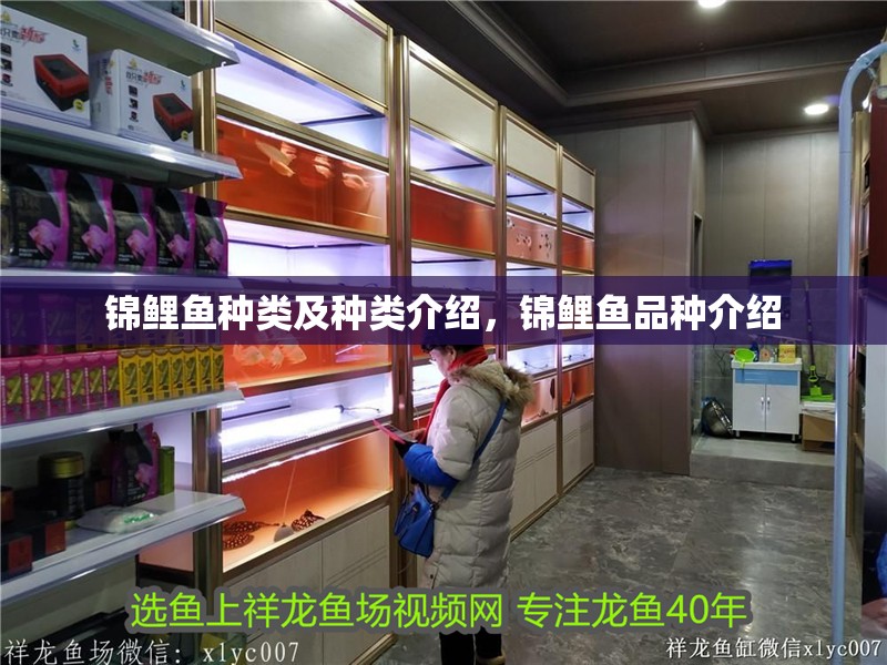 錦鯉魚種類及種類介紹，錦鯉魚品種介紹