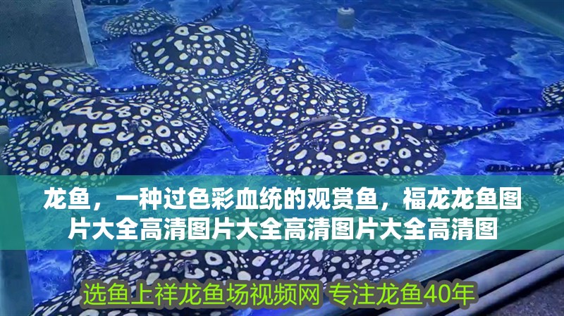 龍魚，一種過色彩血統的觀賞魚，福龍龍魚圖片大全高清圖片大全高清圖片大全高清圖