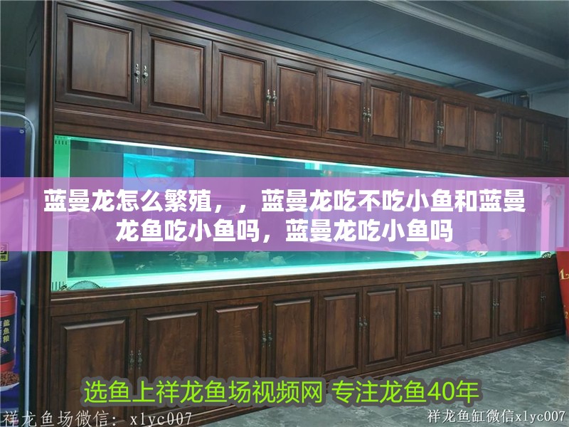 藍(lán)曼龍?jiān)趺捶敝常{(lán)曼龍吃不吃小魚(yú)和藍(lán)曼龍魚(yú)吃小魚(yú)嗎，藍(lán)曼龍吃小魚(yú)嗎