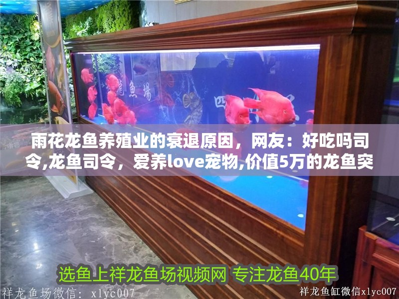 雨花龍魚養殖業的衰退原因，網友：好吃嗎司令,龍魚司令，愛養love寵物,價值5萬的龍魚突然暴斃!解剖結果令人心碎!