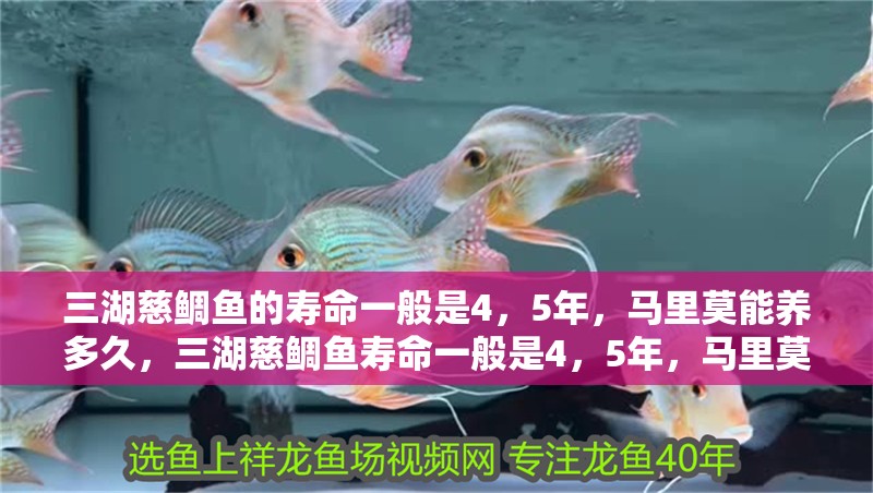 三湖慈鯛魚的壽命一般是4，5年，馬里莫能養多久，三湖慈鯛魚壽命一般是4，5年，馬里莫能養多久