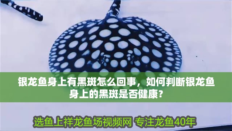 銀龍魚身上有黑斑怎么回事，如何判斷銀龍魚身上的黑斑是否健康？