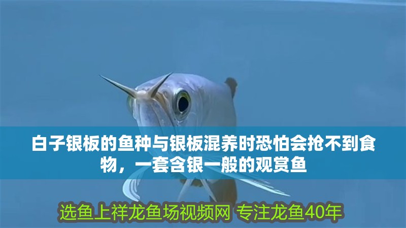 白子銀板的魚種與銀板混養時恐怕會搶不到食物，一套含銀一般的觀賞魚