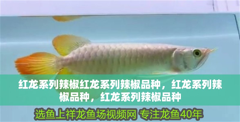 紅龍系列辣椒紅龍系列辣椒品種，紅龍系列辣椒品種，紅龍系列辣椒品種