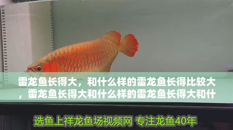 雷龍魚長得大，和什么樣的雷龍魚長得比較大，雷龍魚長得大和什么樣的雷龍魚長得大和什么樣的雷龍魚比較大