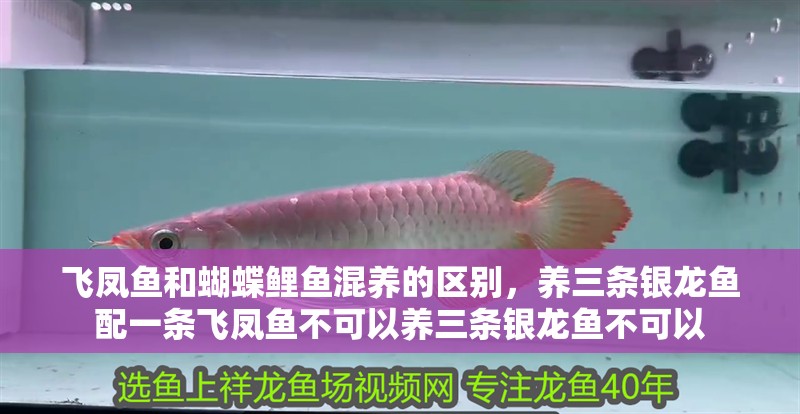 飛鳳魚和蝴蝶鯉魚混養的區別，養三條銀龍魚配一條飛鳳魚不可以養三條銀龍魚不可以