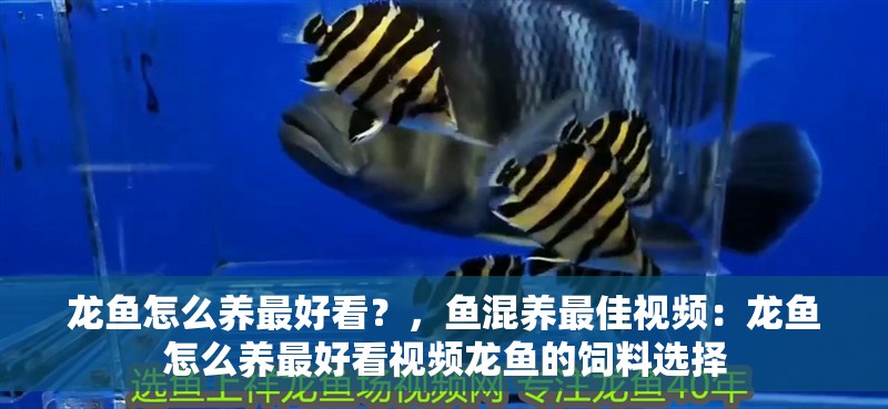 龍魚怎么養最好看？，魚混養最佳視頻：龍魚怎么養最好看視頻龍魚的飼料選擇