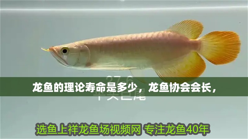 龍魚的理論壽命是多少，龍魚協(xié)會會長，