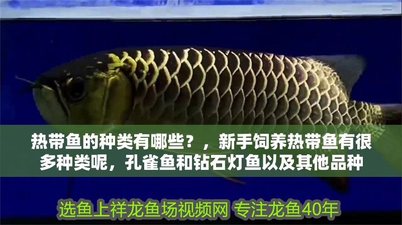 熱帶魚的種類有哪些？，新手飼養(yǎng)熱帶魚有很多種類呢，孔雀魚和鉆石燈魚以及其他品種 熱帶魚的種類有哪些？，新手飼養(yǎng)熱帶魚有很多種類呢，孔雀魚和鉆石燈魚以及其他品種 觀賞魚百科 第2張