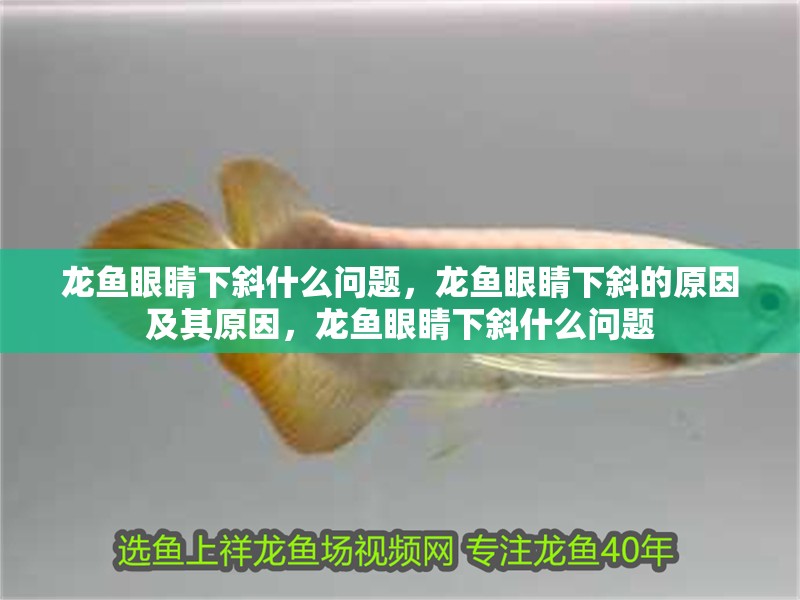 龍魚眼睛下斜什么問題，龍魚眼睛下斜的原因及其原因，龍魚眼睛下斜什么問題