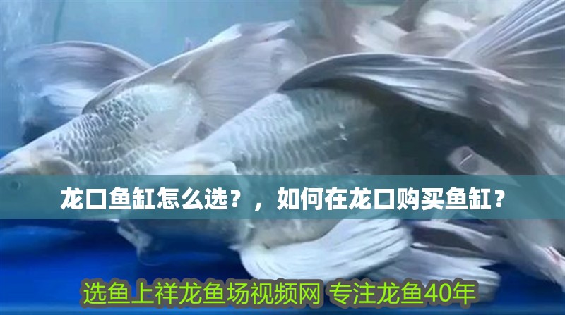 龍口魚缸怎么選？，如何在龍口購買魚缸？