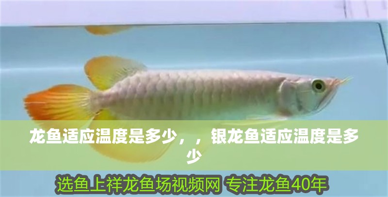 龍魚(yú)適應(yīng)溫度是多少，，銀龍魚(yú)適應(yīng)溫度是多少