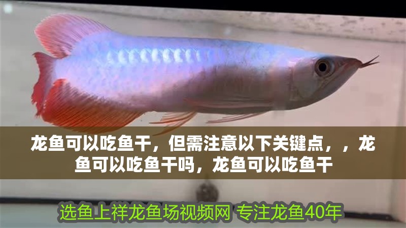 龍魚可以吃魚干，但需注意以下關(guān)鍵點，，龍魚可以吃魚干嗎，龍魚可以吃魚干
