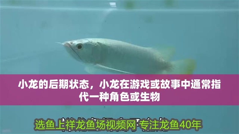 小龍的后期狀態(tài)，小龍在游戲或故事中通常指代一種角色或生物
