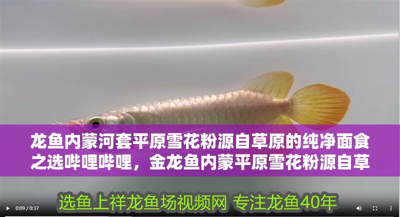 龍魚內蒙河套平原雪花粉源自草原的純凈面食之選嗶哩嗶哩，金龍魚內蒙平原雪花粉源自草原的純凈面食之選